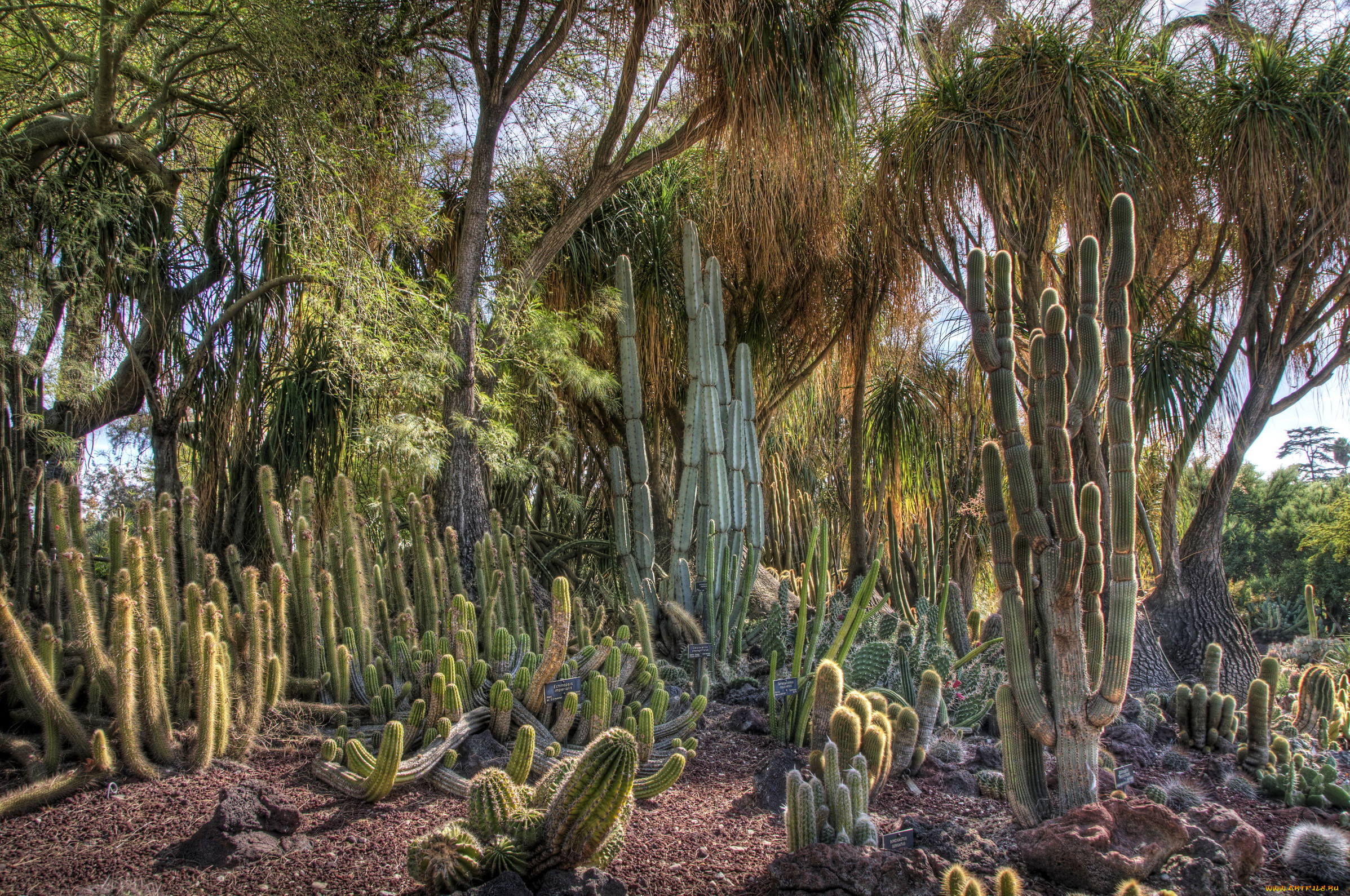 huntington, botanical, garden, san, marino, california, usa, , 